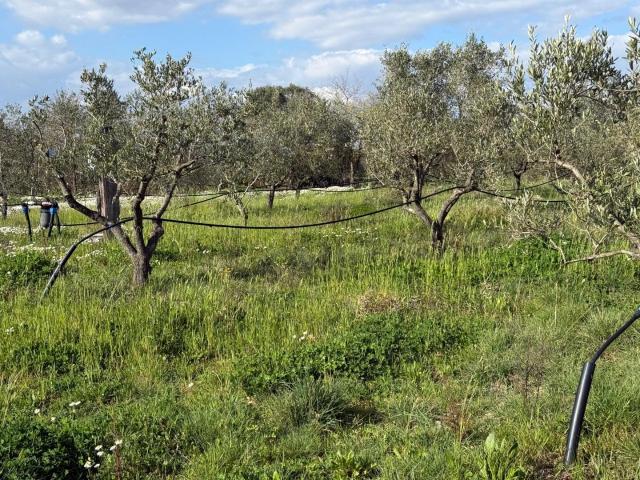 Terreno Agricolo in vendita, Piombino riotorto