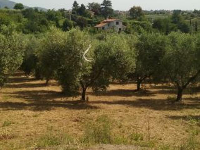 TERRENO AGRICOLO RIF. T1/2477