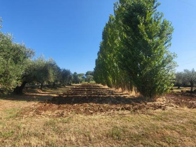 TERRENO AGRICOLO RIF. T1/2494