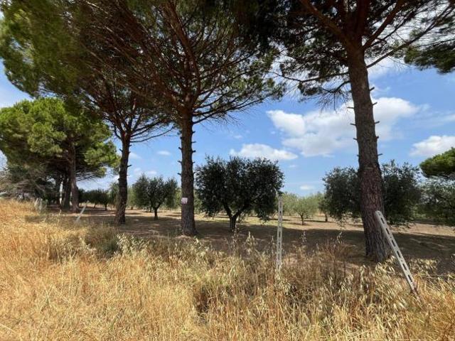 Terreno Agricolo San Severo. Rif.: Cod. rif 3333384VRG