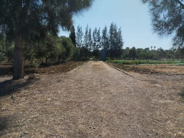 Terreno con 70 alberi d'olivo