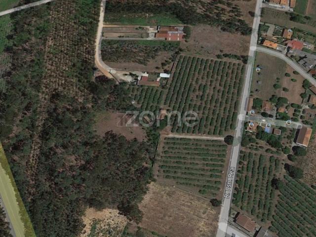 Terreno, Borralha