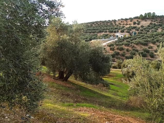 Terreno al sitio de Chorreadero, Polígono 34, Villatorres, Jaén