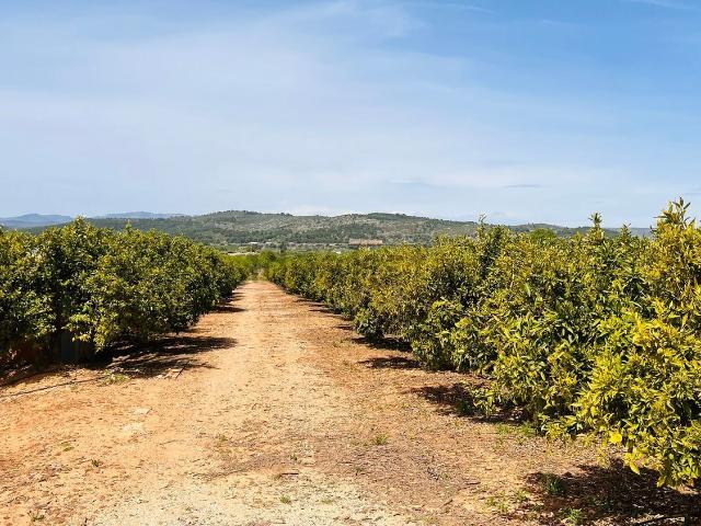Terreno, Alcossebre