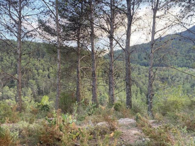 Terreno, Alcudia de Veo