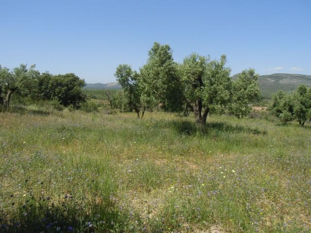 Terreno, Albocacer