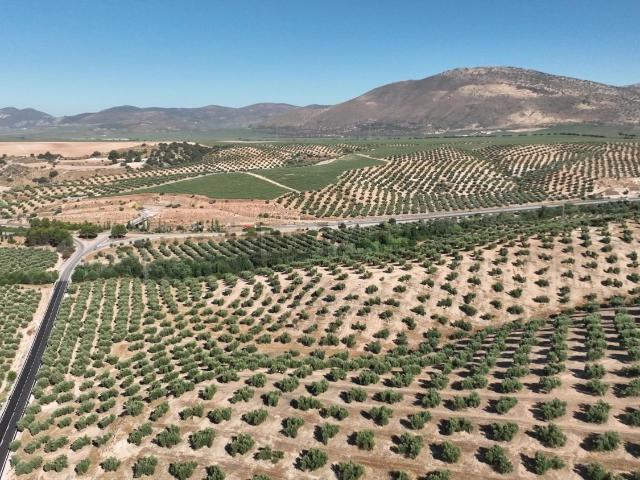 Terreno, Albolote