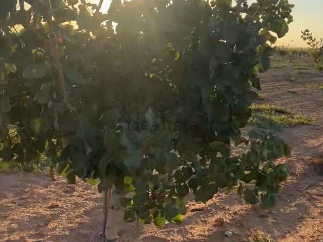 Terreno, Albacete