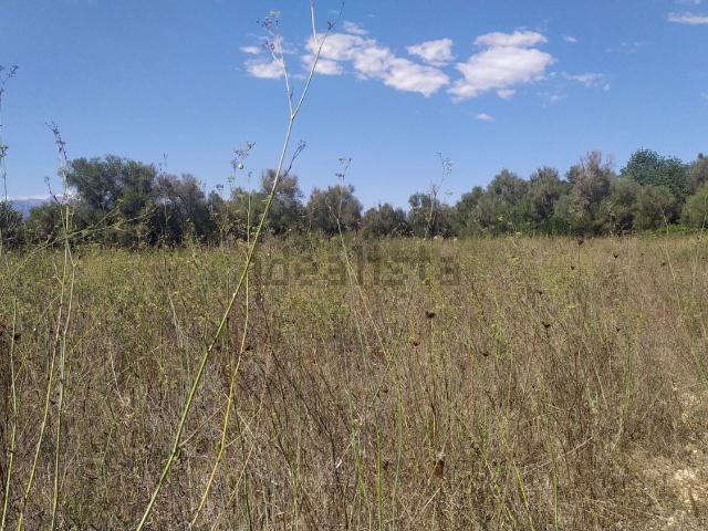 Terreno, Algaida