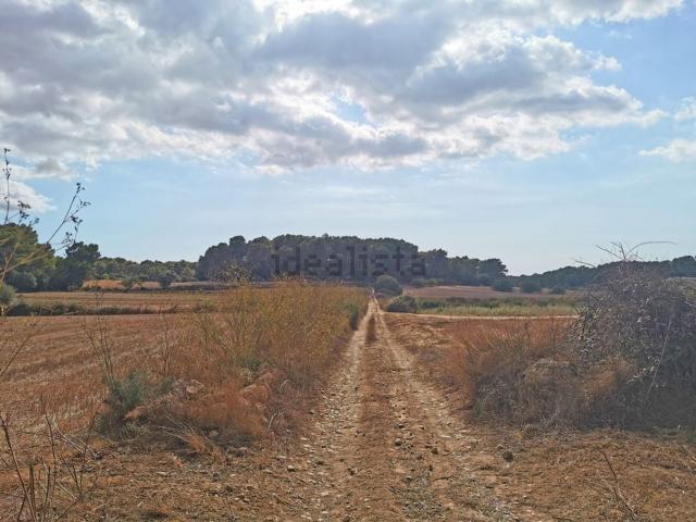 Terreno, Algaida
