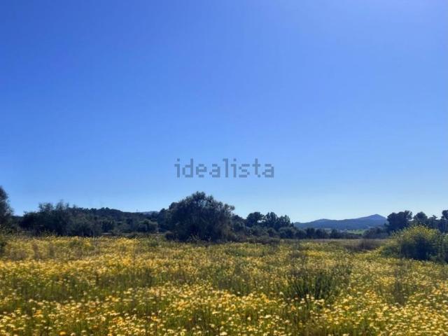 Terreno, Algaida