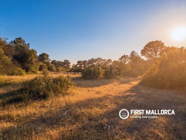 Terreno, Algaida