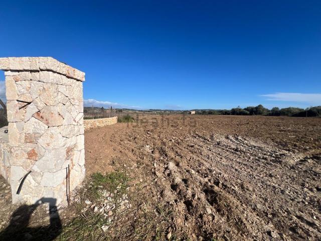 Terreno, Algaida