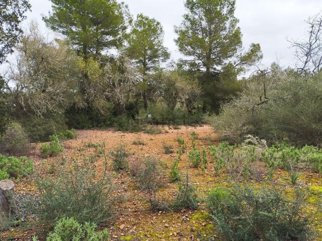 Terreno, Algaida