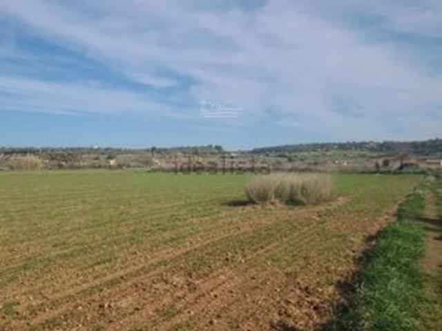 Terreno, Algaida