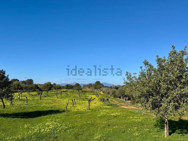 Terreno, Algaida