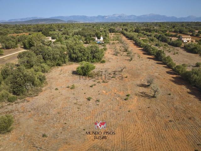 Terreno, Algaida