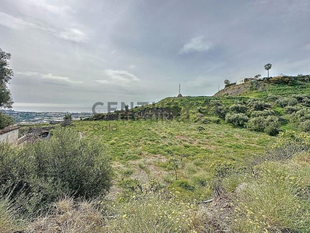 Terreno, Algarrobo