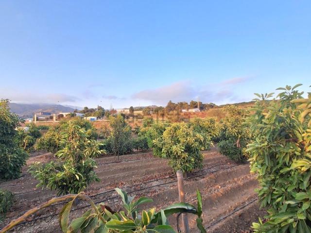 Terreno, Algarrobo