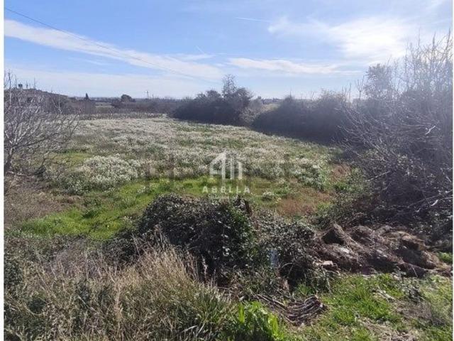 Terreno, Alguaire