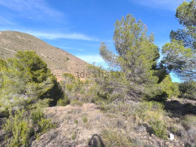 Terreno, Algueña