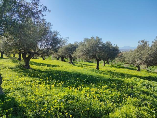 Terreno, Alhaurín el Grande