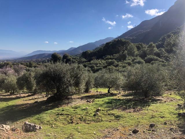 Terreno, Alhaurín el Grande
