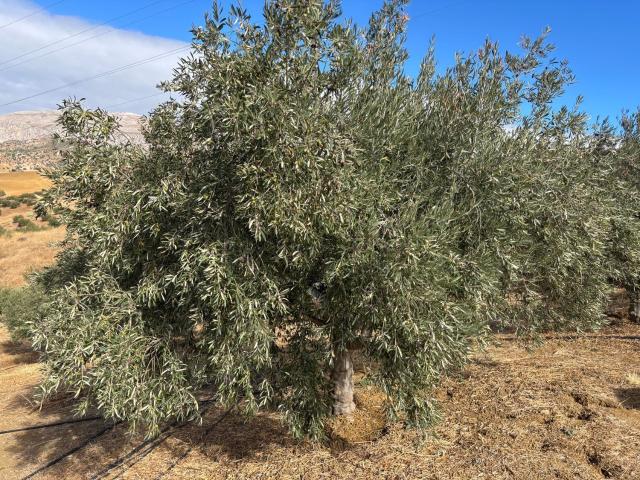 Terreno, Alora