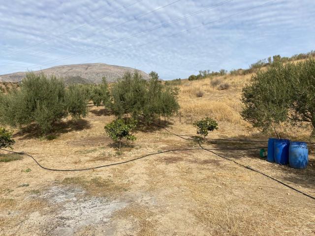 Terreno, Alora