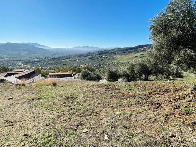Terreno, Alora
