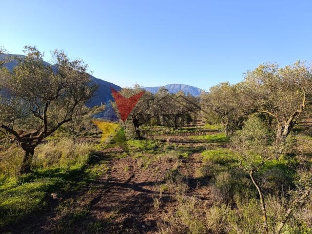 Terreno, Alora