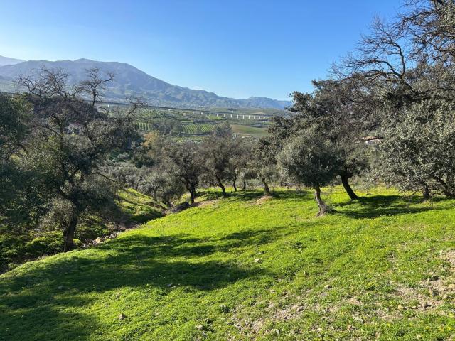 Terreno, Alora