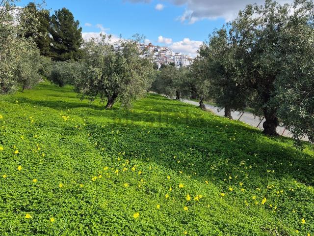 Terreno, Alora
