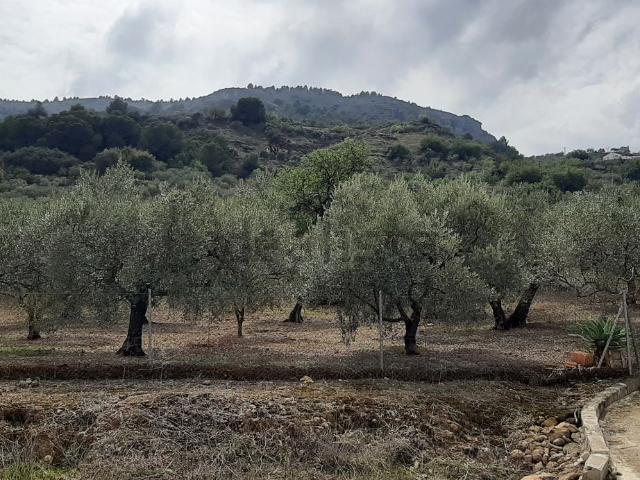 Terreno, Alora