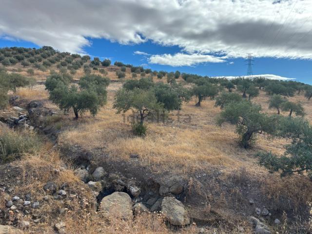 Terreno, Alora