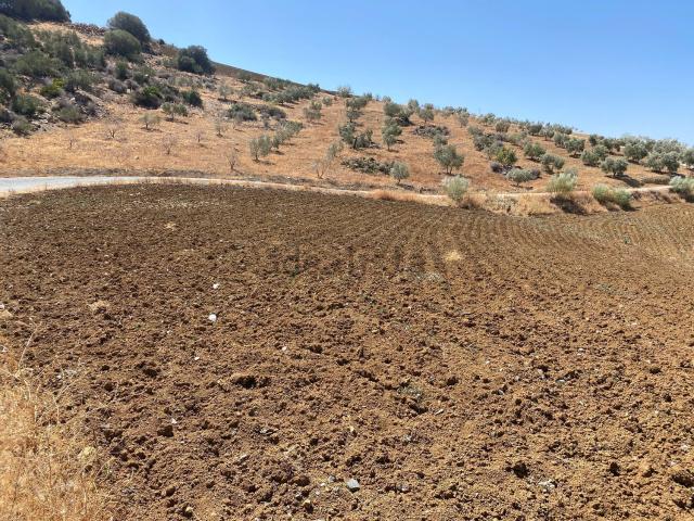 Terreno, Alora