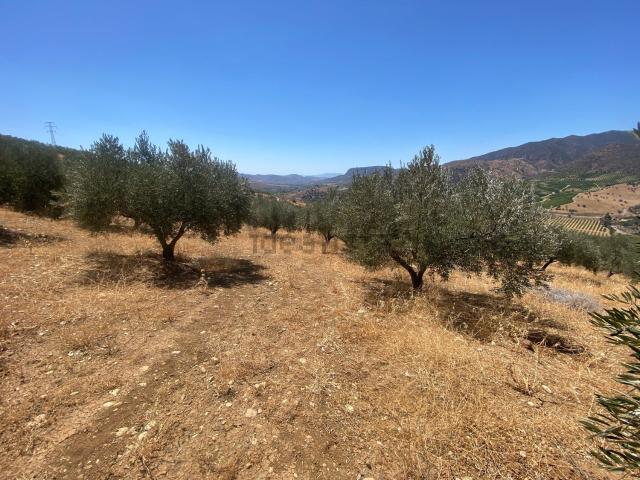 Terreno, Alora