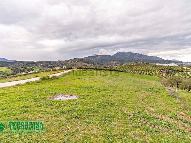 Terreno, Alozaina