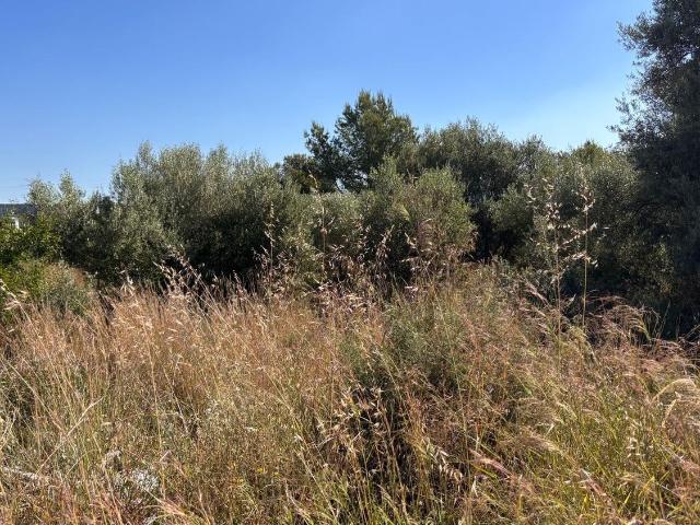 Terreno, Almazora/Almassora