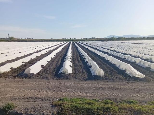 Terreno, Almenara