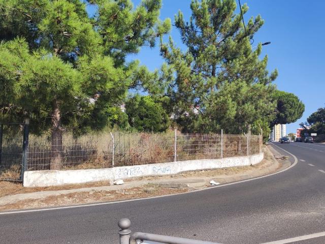 Terreno, Amora