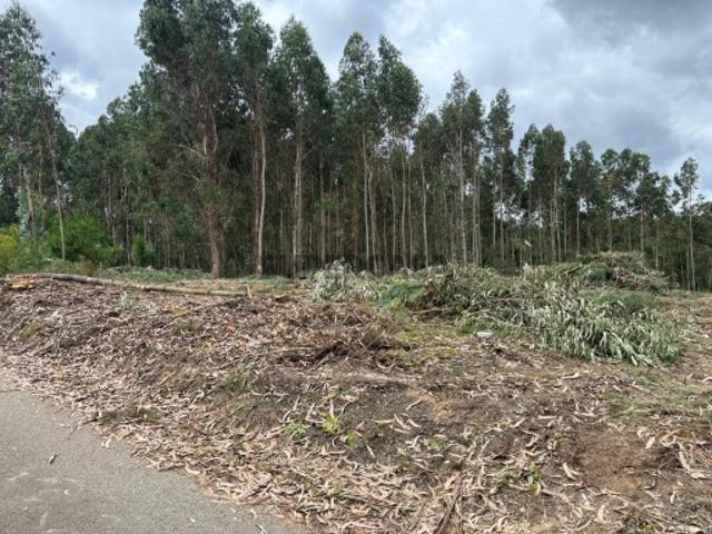 Terreno, Amoreira do Repolão, Oliveira do Bairro