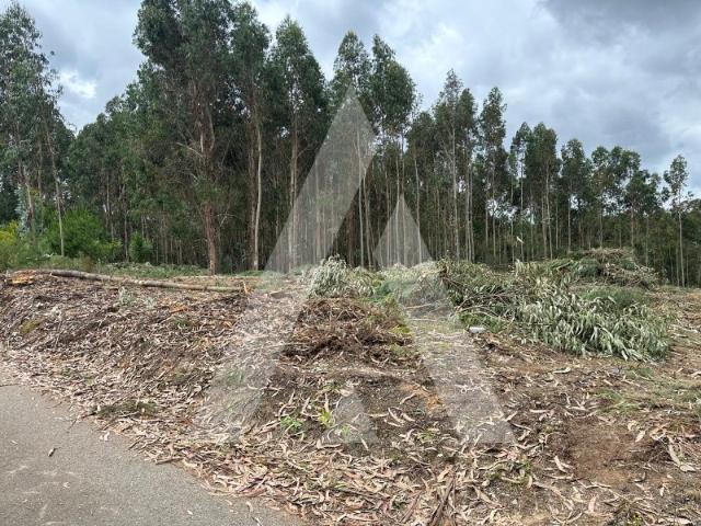Terreno, Amoreira do Repolão, Oliveira do Bairro
