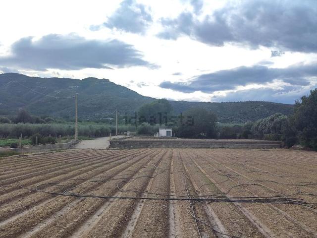 Terreno, Amposta