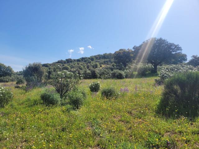 Terreno, Anchuras