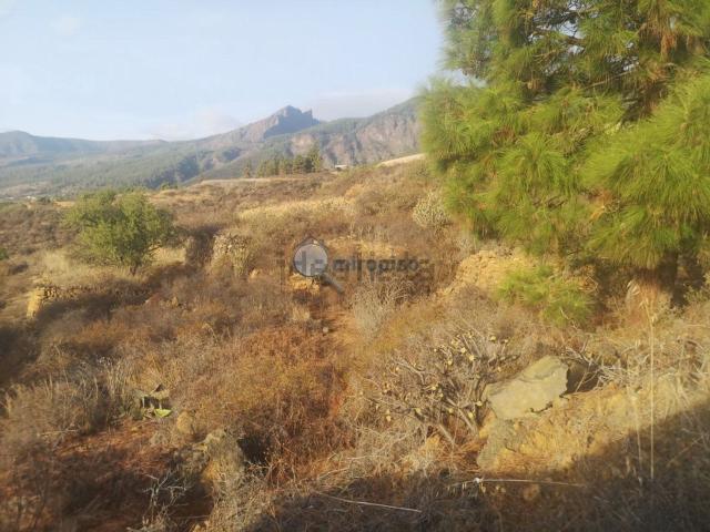 Terreno, Arafo