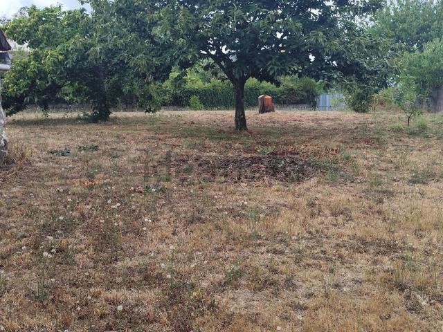 Terreno, Arbo