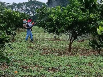 Terreno Arboles frutales en Venta 10 hect Dr. Montes de Oca, ?lamo Ver