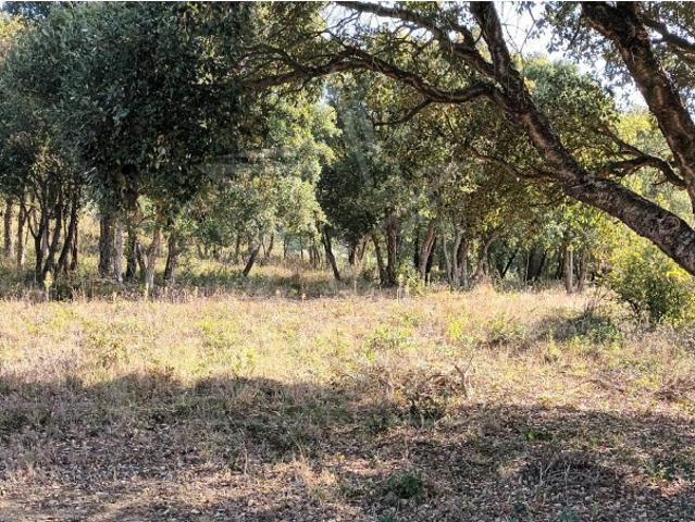 Terreno Arborizado entre Óbidos, Bombarral, Caldas da Rainha e A8 Costa de Prata