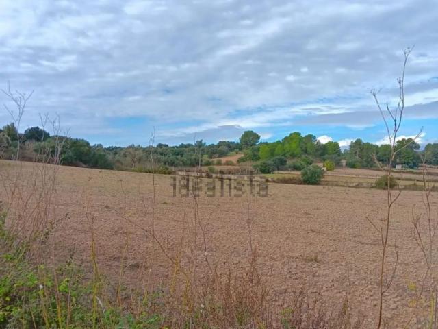 Terreno, Ariany